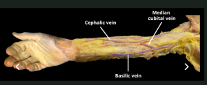Paviršinė venų sistema